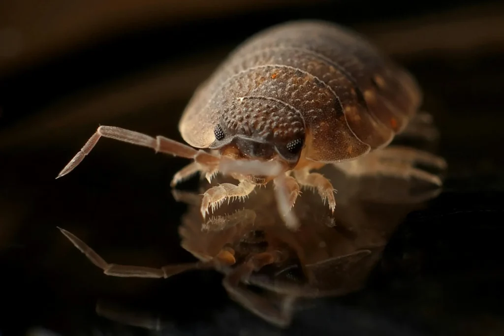 Bed-Bug-Treatment - South Ozone Park Best Pest Pros | South Ozone Park, NY | 631-284-4977